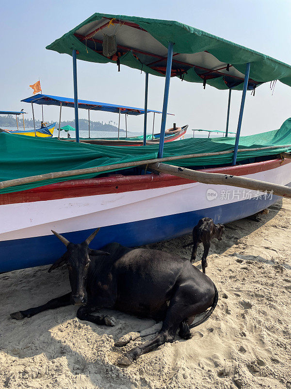 印度圣牛躺在海滩上的特写图像，黑色的小牛在水边的沙子上的船的阴影下休息，，野牛，Palolem海滩，果阿，南印度