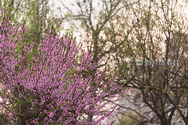 粉红色的春花。桃花盛开。春天自然背景。盛开的花