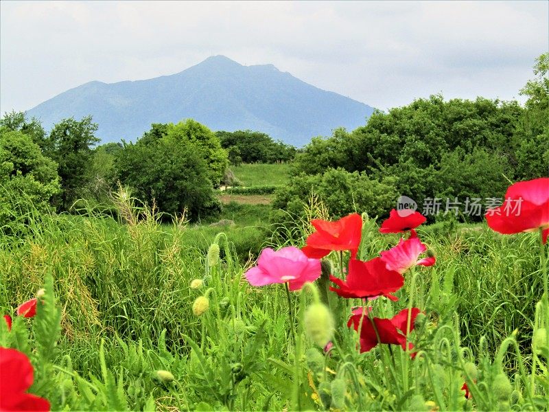 日本。五月筑波山脚下的罂粟田。