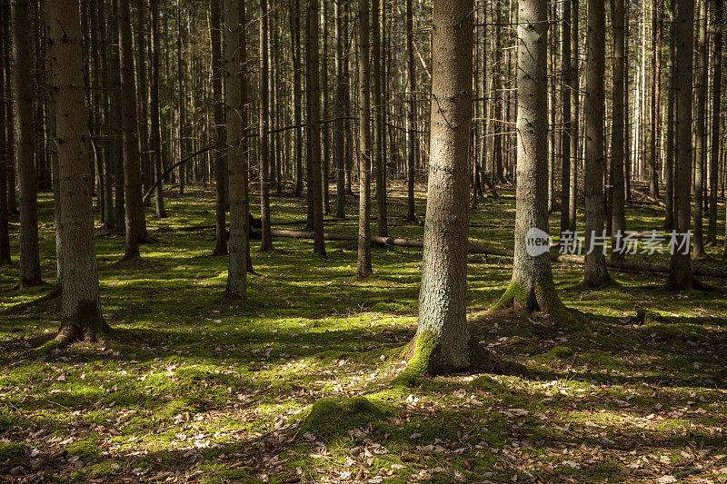 针叶林云杉苔林地面