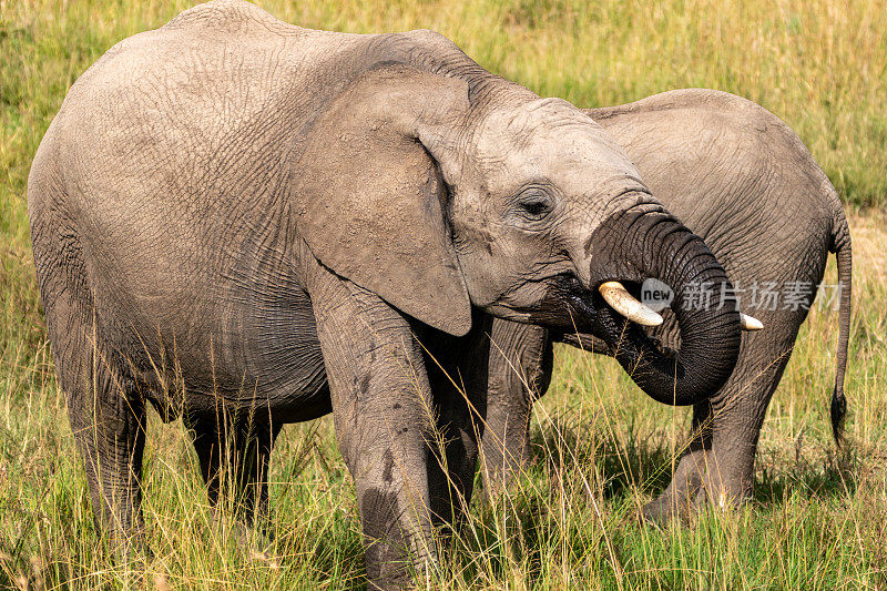 大象在非洲肯尼亚马赛马拉保护区的水坑里喝水