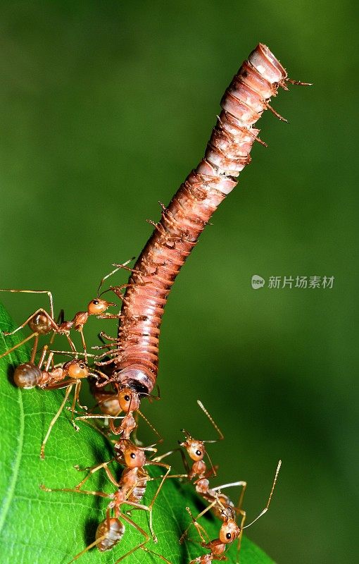 蚂蚁把千足虫拖回巢——动物行为。