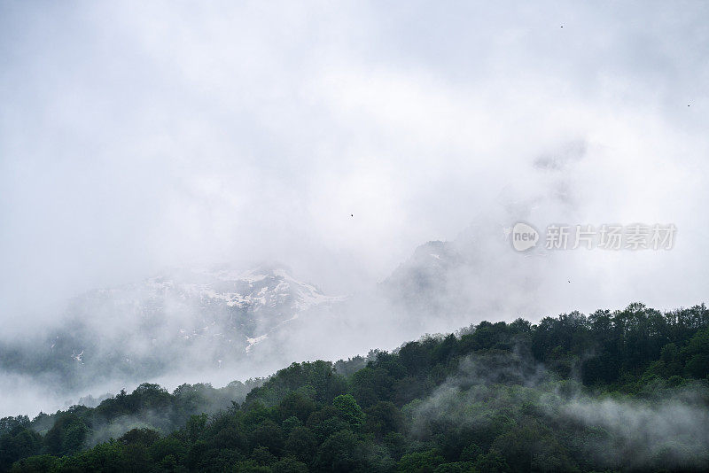 群山和雾中的树林