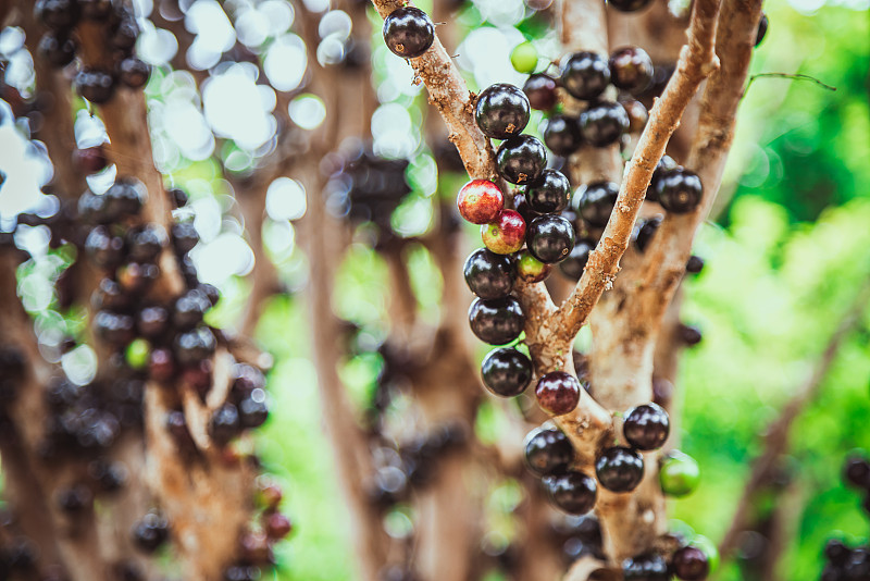 Jabuticaba