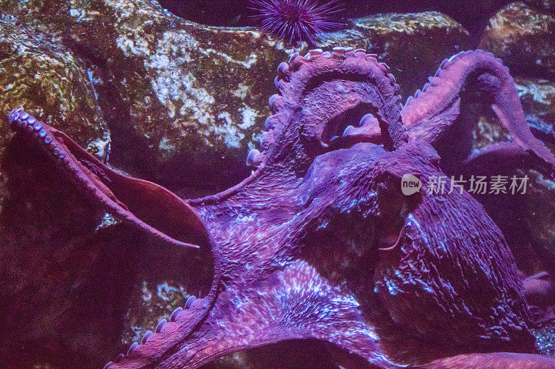 巨型太平洋章鱼