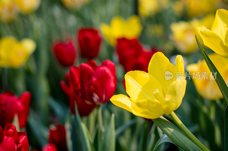 对比色:春天的纯红色和黄色郁金香