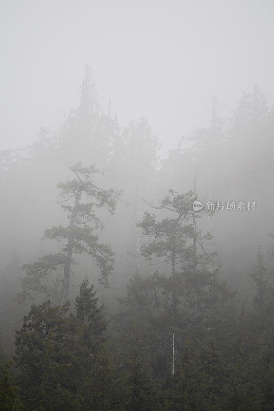 雾蒙蒙的热带雨林温哥华岛