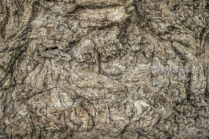 高分辨率抽象小背景纹理描绘了一个古老的深沟杨树树皮与地衣生长和蜘蛛网细丝的细节