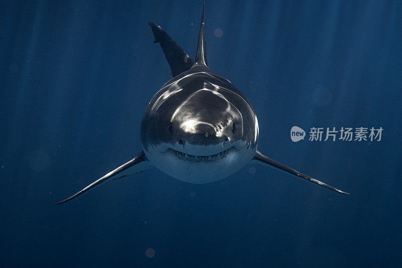 正面镜头不祥的大白鲨游泳直接对着相机