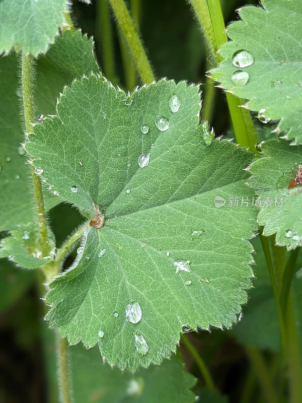 金缕草的叶子和雨滴