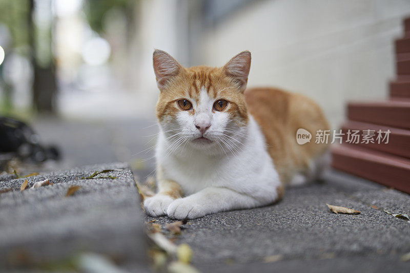 伊斯坦布尔街头的姜黄色和白色的流浪猫