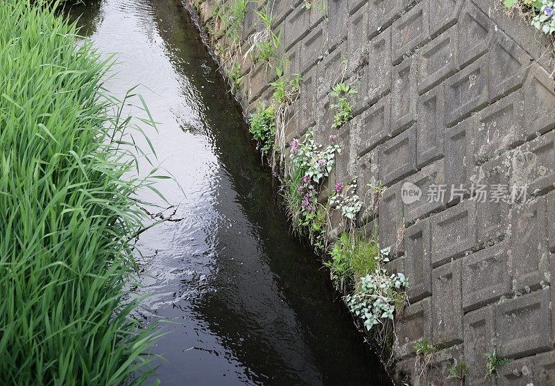 日本北海道排水渠旁的植物