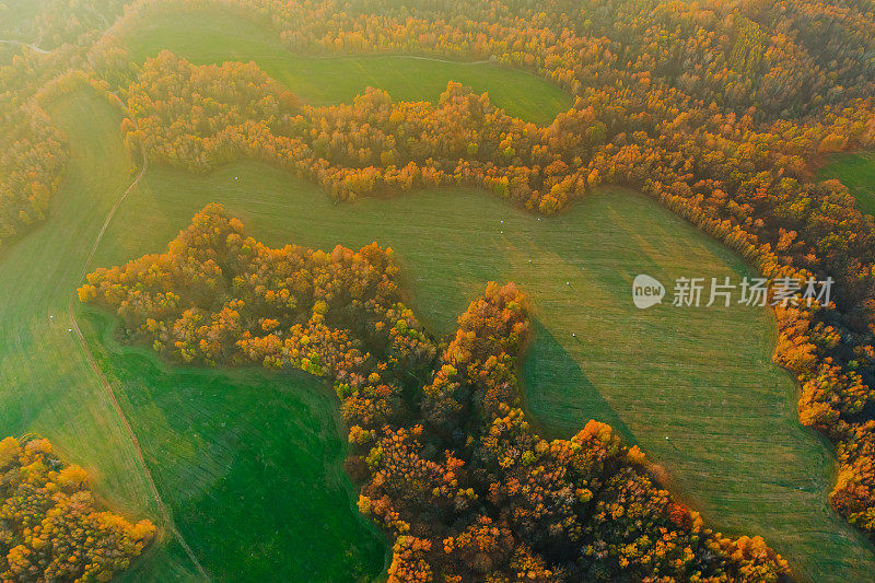 秋季森林鸟瞰图。无人机摄影。十月。可持续性。保护自然。橘子树