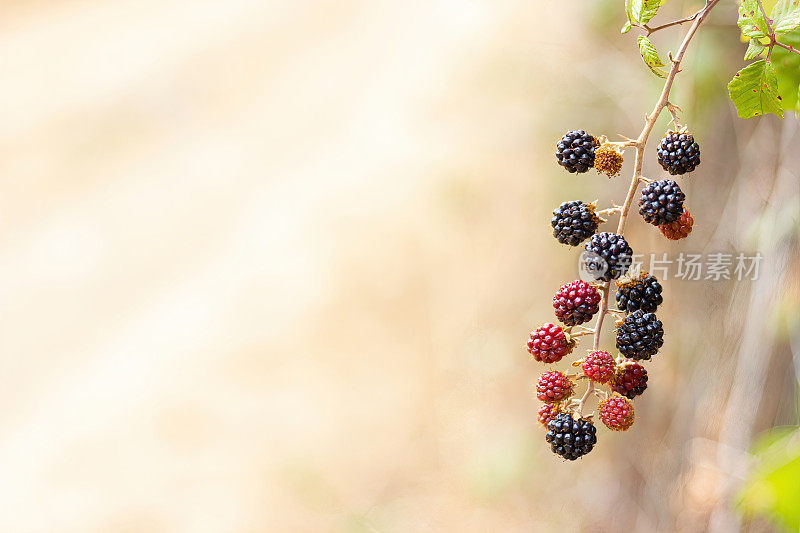 一个美丽的黑莓分支的细节与它的彩色水果在一个失焦的背景。悬钩子属植物ulmifolius。