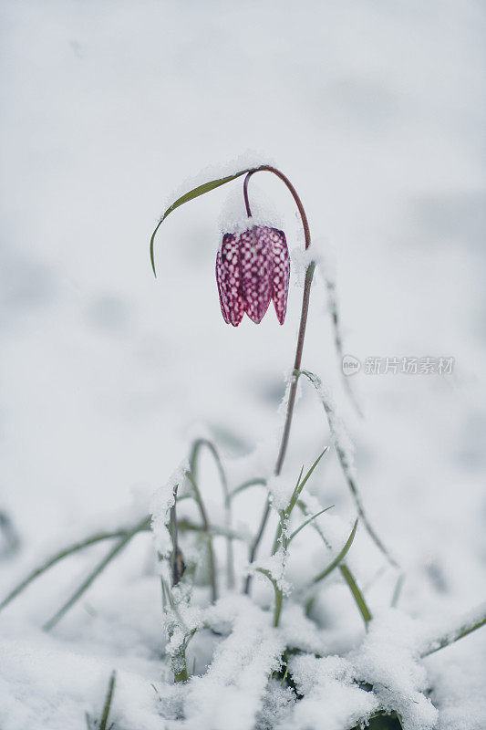 在cellebroedersport的Kampen公园里，蛇头贝母被雪覆盖着