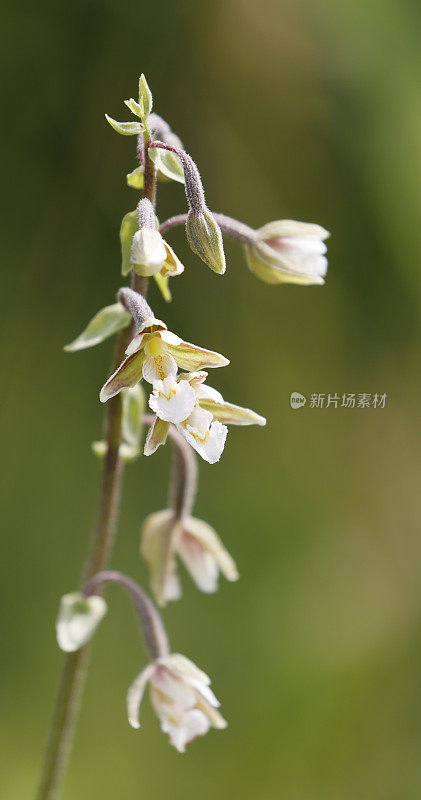 水仙(水仙属)