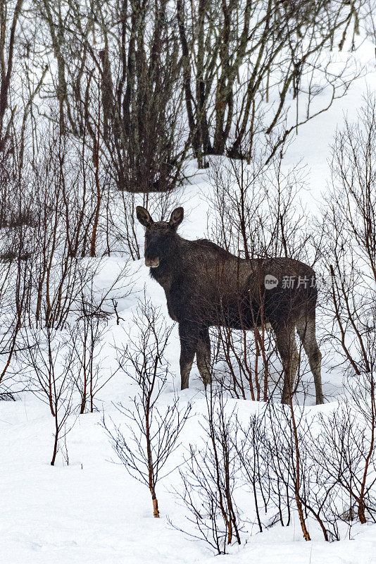 驼鹿站在雪地里的小山上