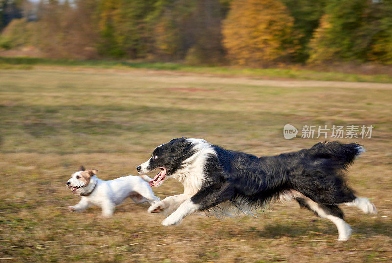 两只狗，杰克罗素梗和边境牧羊犬在公园散步，一起奔跑和玩耍