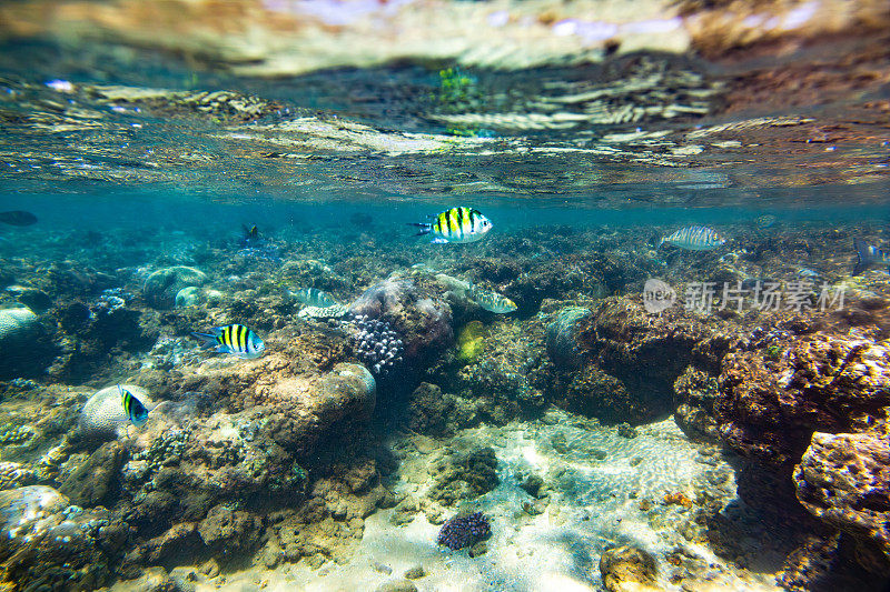 珊瑚礁有棕色、绿色、紫色的珊瑚和各种各样的鱼在周围游泳。拍摄于Hikkaduwa。