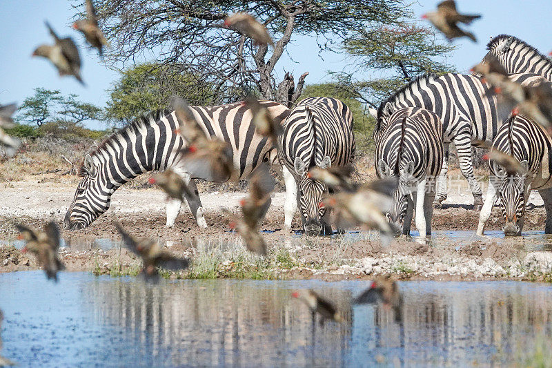 纳米比亚库内地区埃托沙国家公园的平原斑马