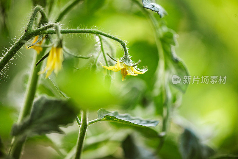 园子里绿叶丛中的番茄花和芽