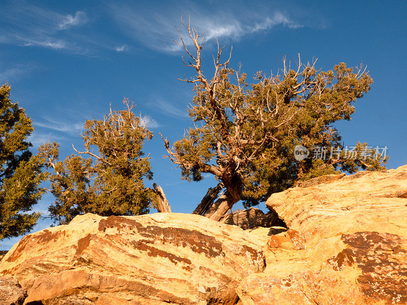 犹他州沙漠日落中的杜松树和砂岩。