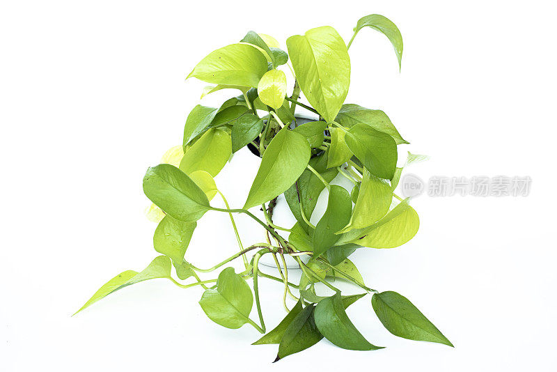 霓虹灯Pothos