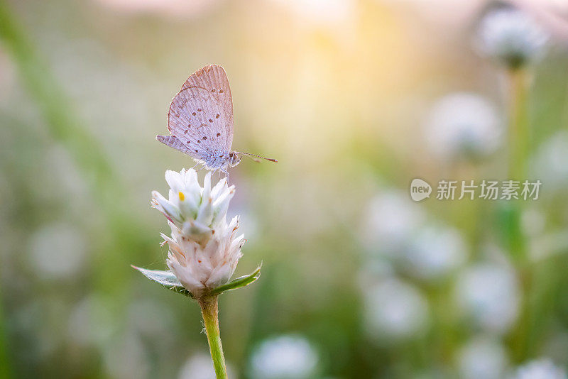 一只灰色的小蝴蝶栖息在一朵小小的白色野花上，背景模糊，景深浅。