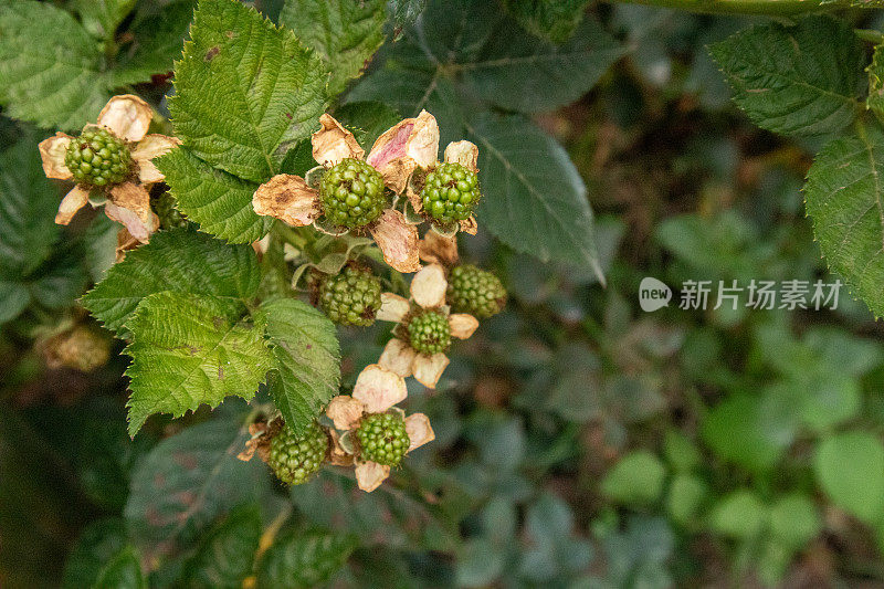 黑莓果实分别从绿色到红色和紫色成熟。浆果对身体有益，对皮肤有帮助。