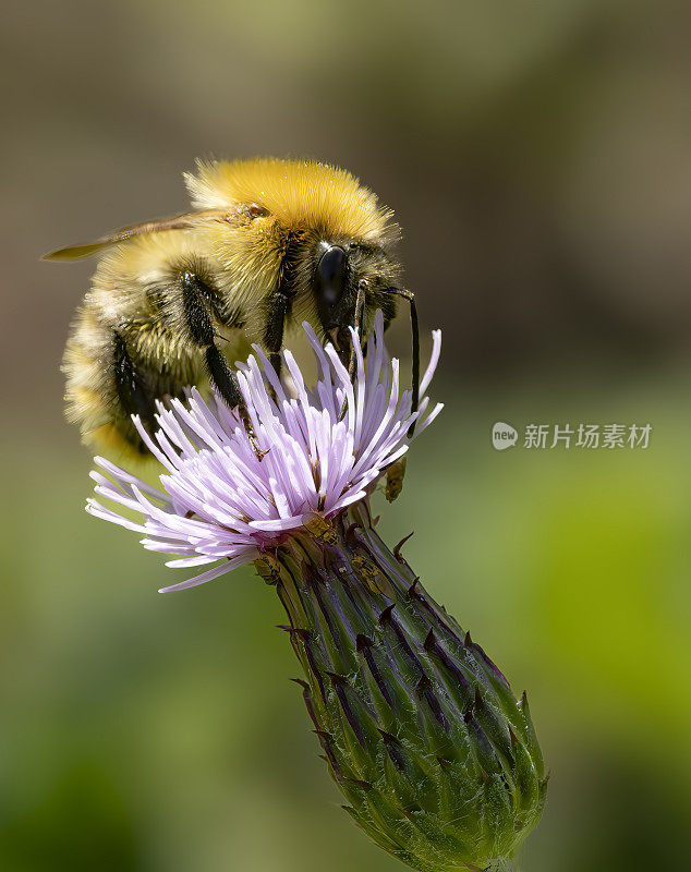 蓟花和蜜蜂的特写