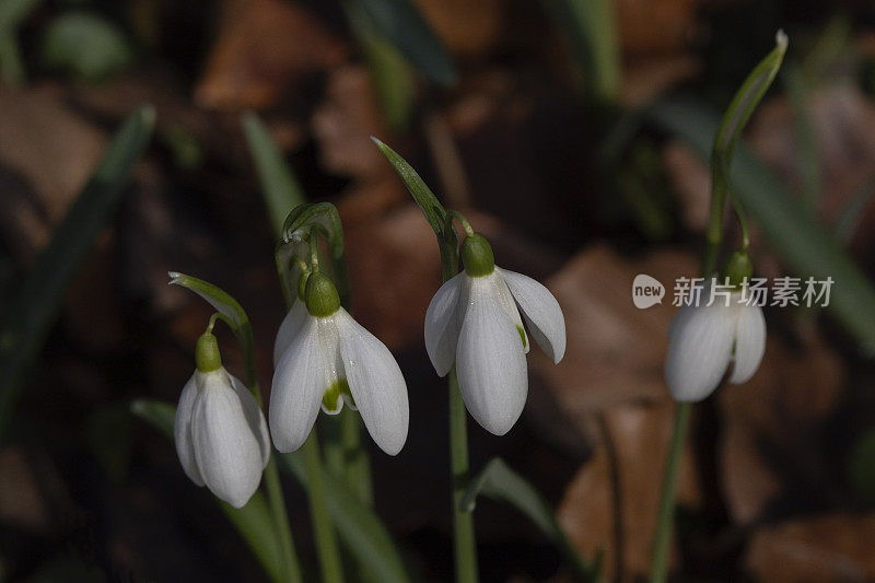 雪花莲