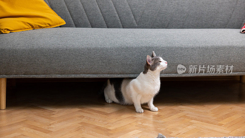 混种家猫，出来时在沙发底下伸懒腰