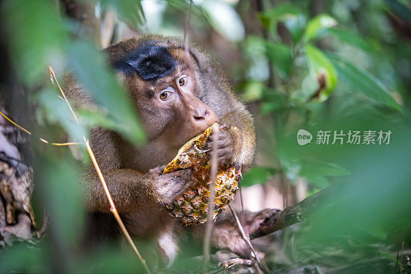 雄性长尾猕猴正在吃一种香蕉果