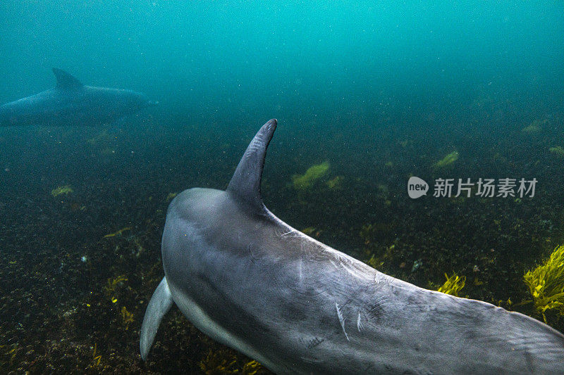 海豚鳍游过海底的特写