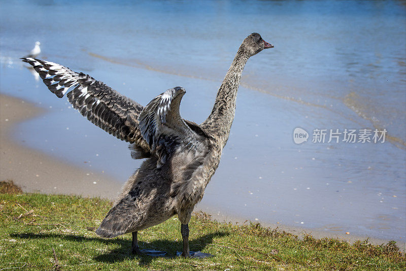 几乎长大的黑天鹅小天鹅