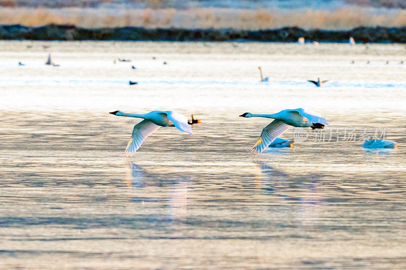 在Freezeout湖野生动物管理区迁徙聚集点上空，号手天鹅低空飞翔