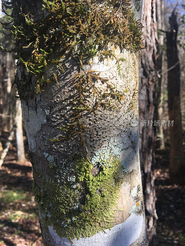 朴树树干上的彩色地衣和匍匐苔藓