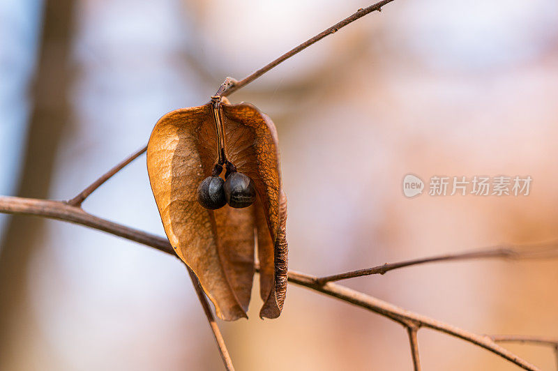 秋叶库存视频