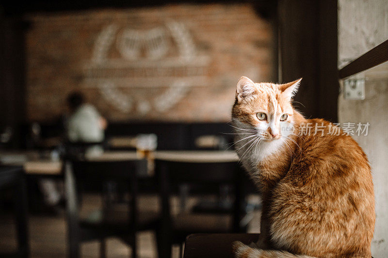 猫咪坐在咖啡馆的橱窗里