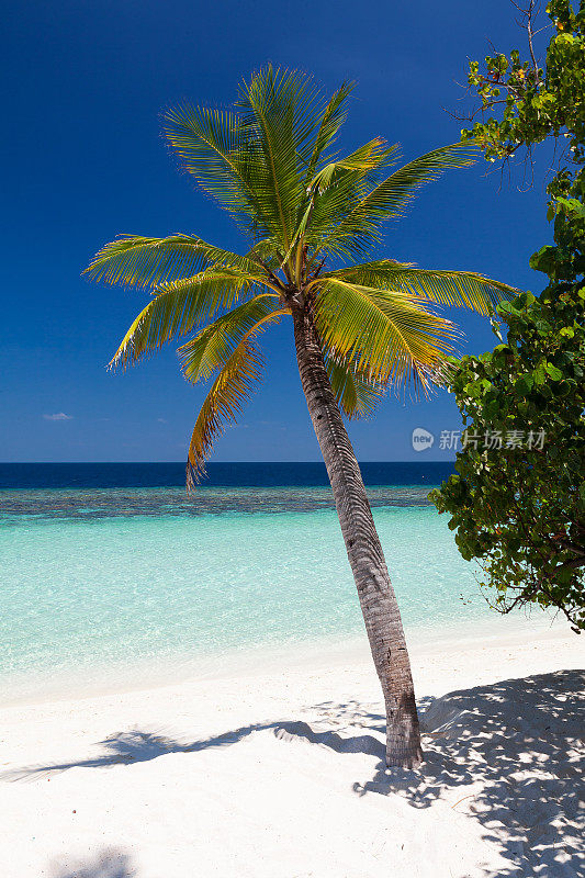 椰子树在马尔代夫的右边