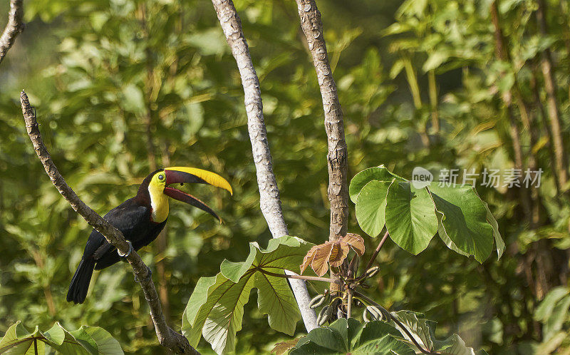 哥斯达黎加奥萨半岛的科尔科瓦多国家公园里的野生栗颚巨嘴鸟热带鸟