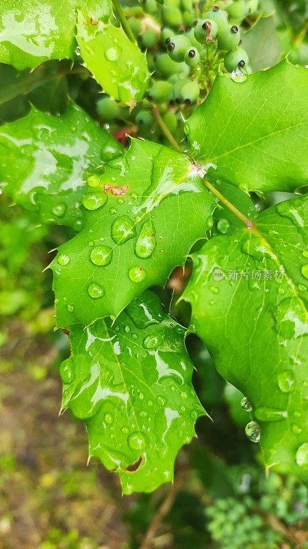 叶子雨滴