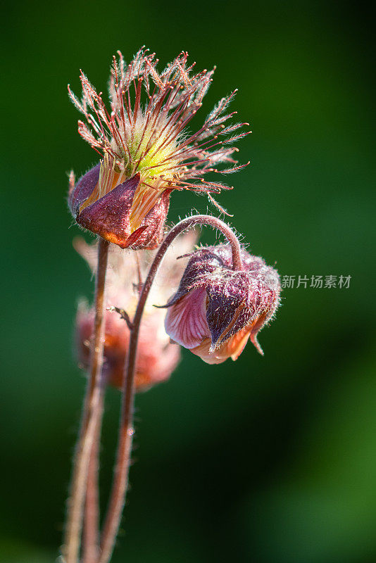 金玉比武，水仙花