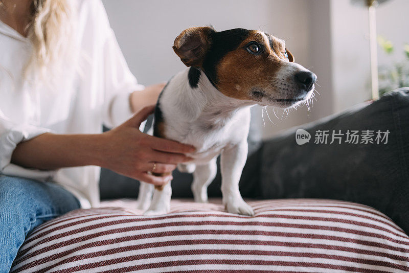 一个陌生的女人在沙发上和她的狗放松