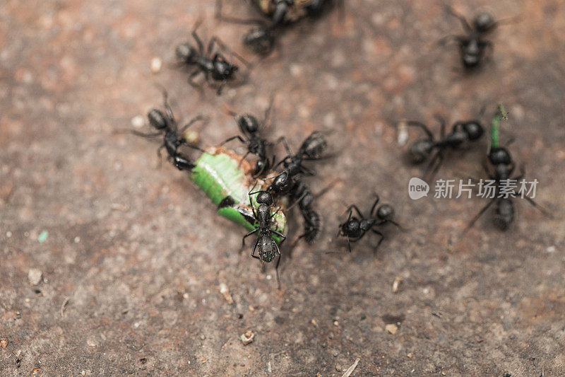 木蚁吃死蟋蟀