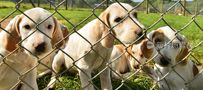 英国猎犬幼犬