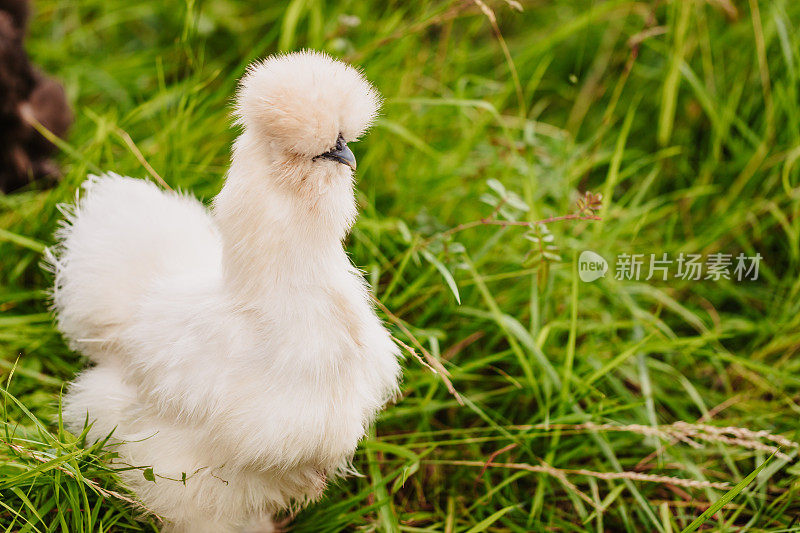 绿色草地上的户外围栏里的白色丝绒母鸡