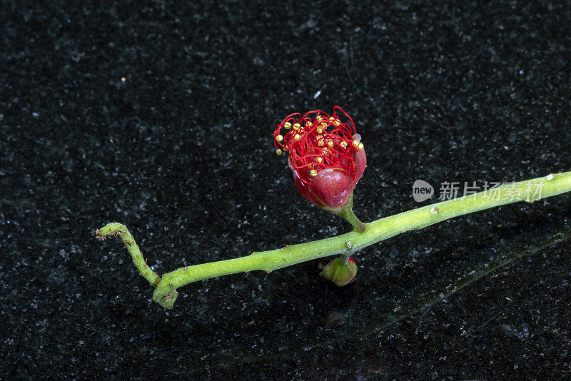 小枝与红色花朵的特写。梅花-日本榅桲在春天在户外开花，用来装饰花园。