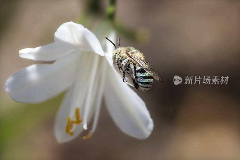 蓝带蜜蜂(Amegilla)