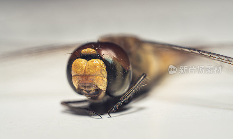 微距拍摄，极端近距离的眼睛和死亡蜻蜓的脸。